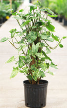 Load image into Gallery viewer, Syngonium Arrowhead Podophylum on totem
