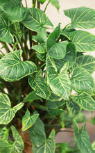 Load image into Gallery viewer, Syngonium Arrowhead Podophylum on totem
