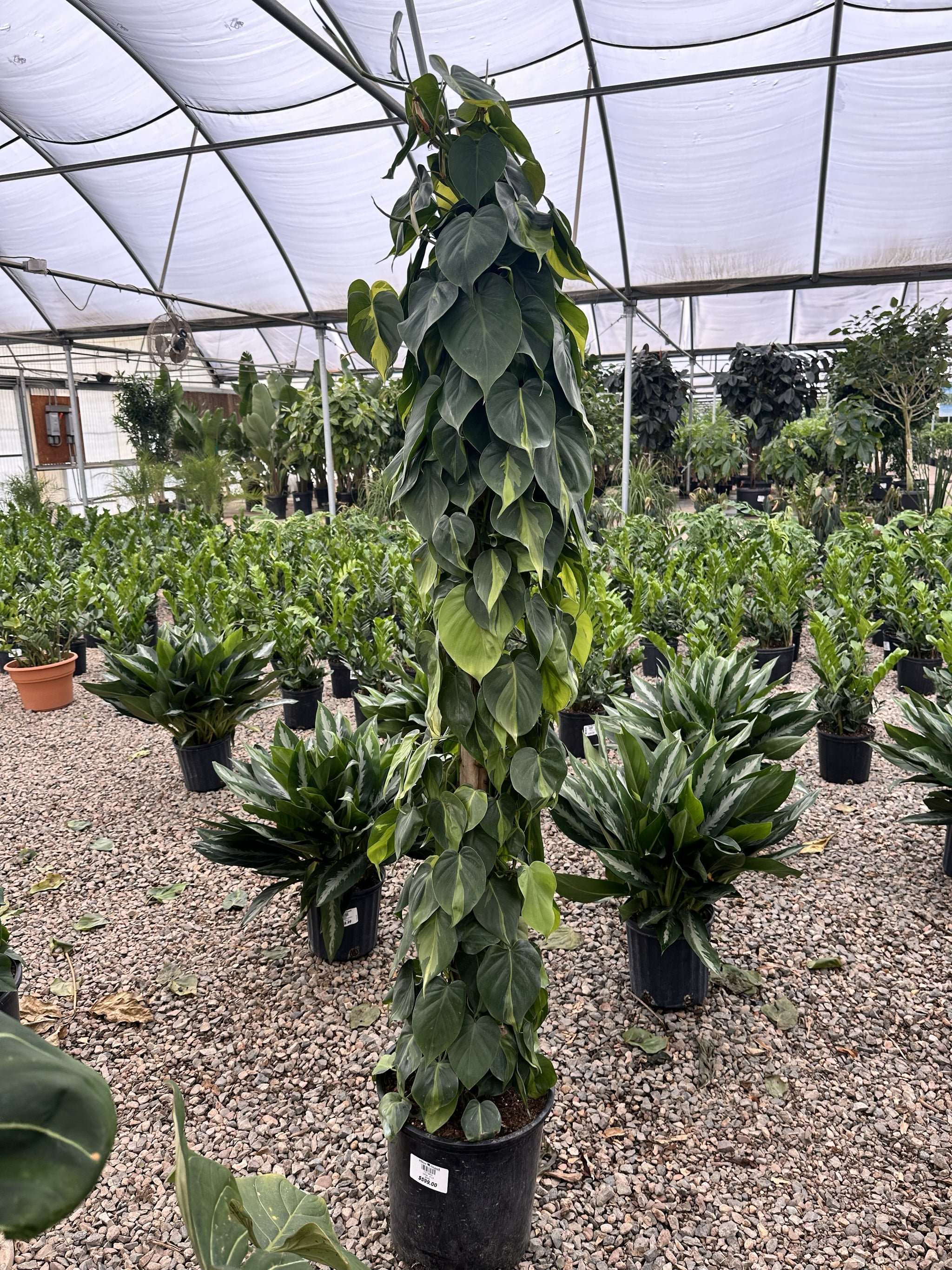 Indoor House Plants | Tropical & Low-Light | Plant Stand AZ – Page