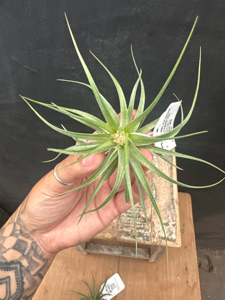 Tillandsia stricta hard, bare root low bud, Air Plant