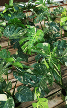 Load image into Gallery viewer, Monstera Deliciosa “Thai Constellation”

