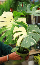 Load image into Gallery viewer, Monstera Deliciosa “Thai Constellation”
