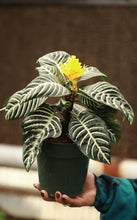 Load image into Gallery viewer, 6in Zebra Plant - Aphelandra squarrosa
