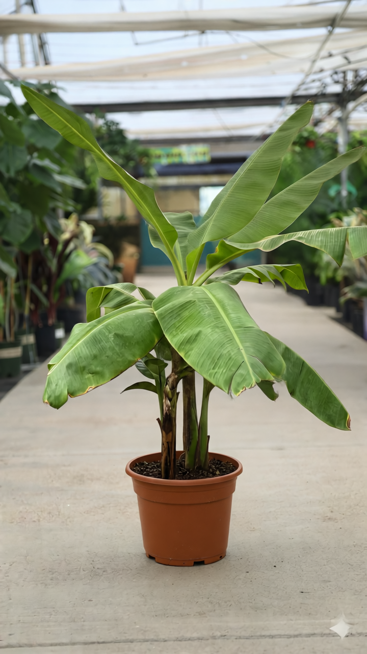 14″ Assorted Banana Trees BOGO FREE ** Mix and Match**