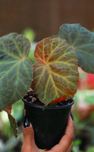 Load image into Gallery viewer, Begonia 'Midnight Sun'
