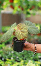 Load image into Gallery viewer, Begonia 'Midnight Sun'
