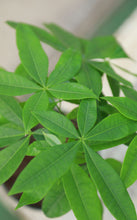 Load image into Gallery viewer, Braided Money Tree
