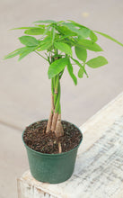Load image into Gallery viewer, Braided Money Tree
