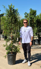 Load image into Gallery viewer, 15 gal Ficus Nitida Column
