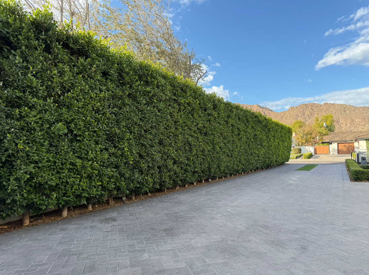Ficusas Ficus Nitida Columns Privacy Wall | The Plant Stand of Arizona