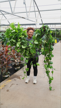 Load image into Gallery viewer, 6 inch XL Pothos “Runner” *Sale*🔥
