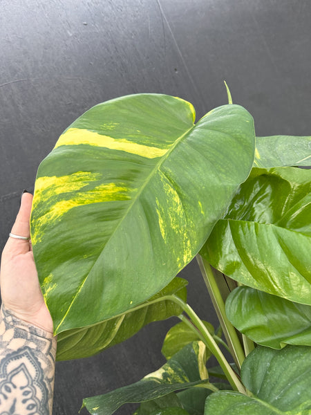 10" Premium Golden Pothos Totem