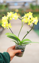 Load image into Gallery viewer, Heart Orchid Trellis
