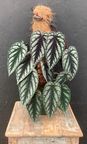 Cissus Discolor Rex Begonia Vine