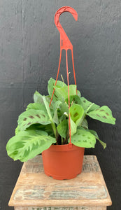 Calathea Maranta Leuconeur (Green Prayer Plant)