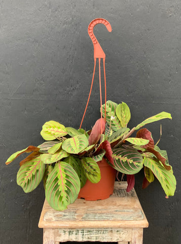 Prayer Plant Maranta