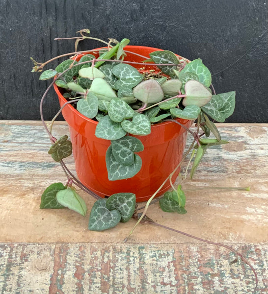 String of Hearts