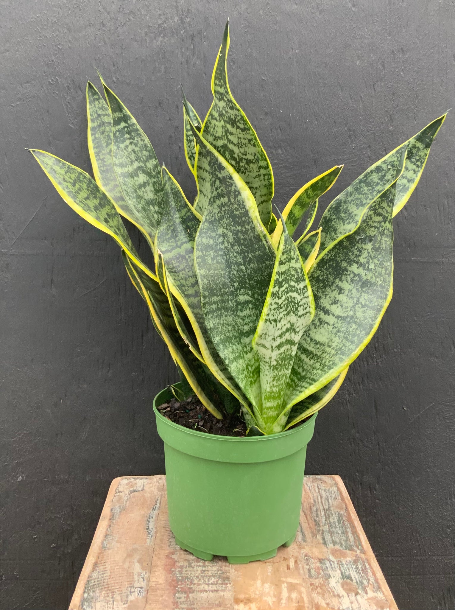 Sansevieria, ‘Trifasciata Laurentii’