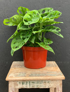 Monstera Adansonii