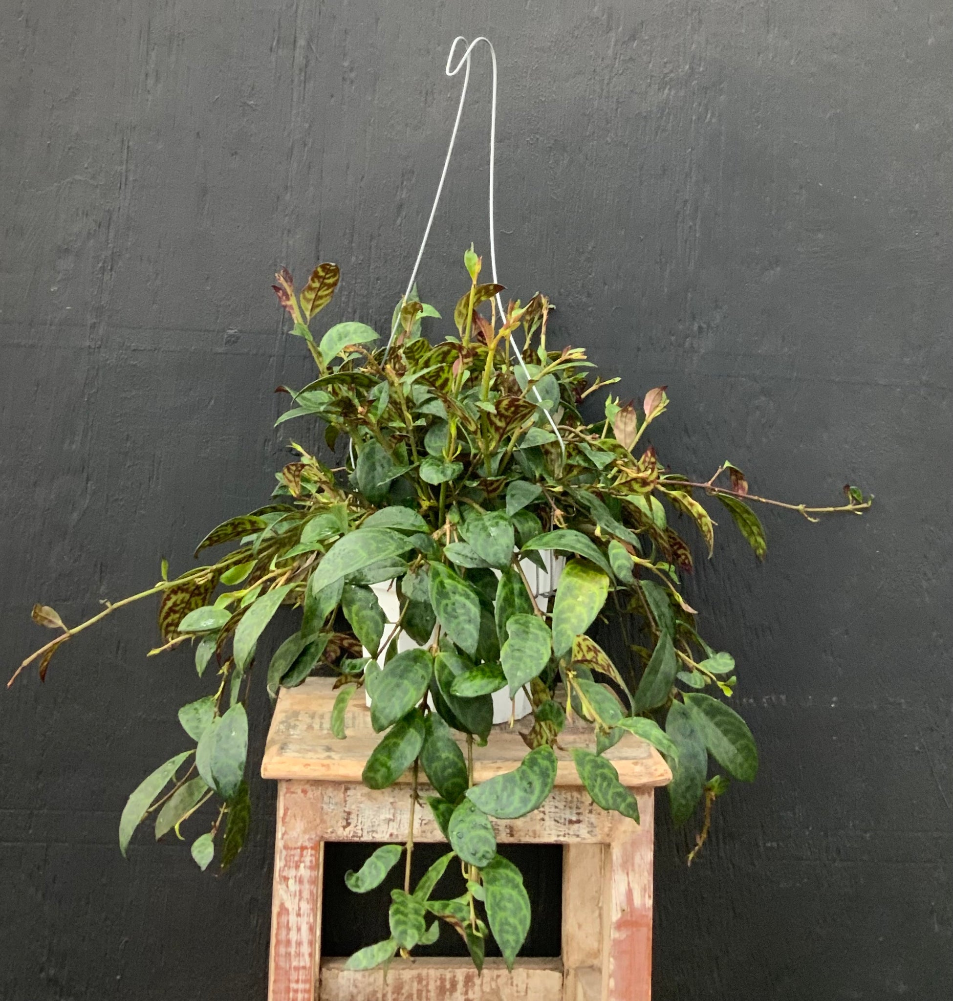 Lipstick Plant Black Pagoda