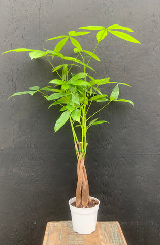 Braided Money Tree
