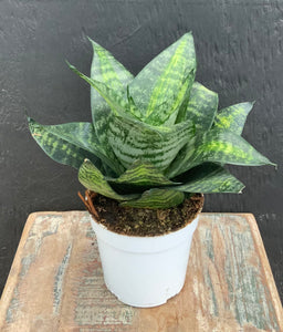 4in Sansevieria Forest Star