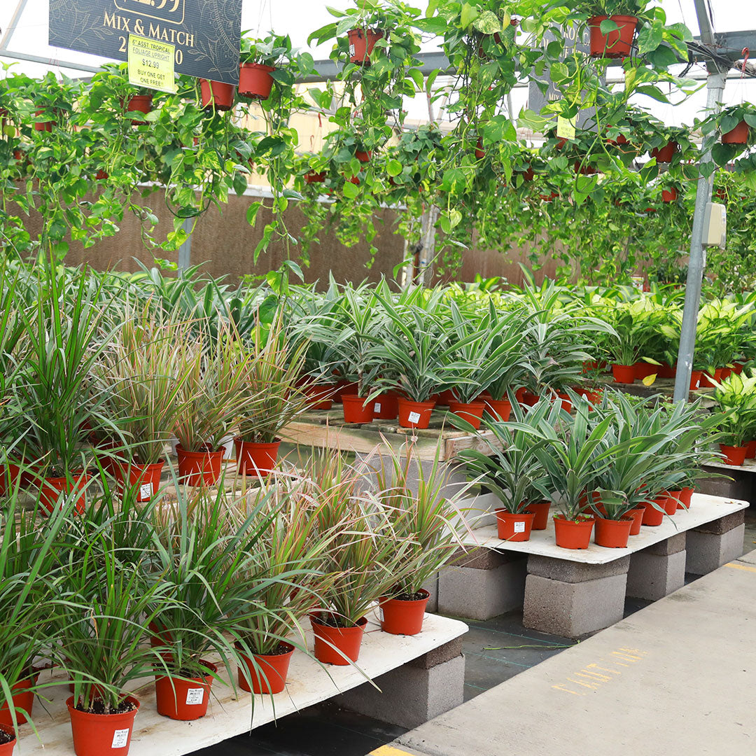 The Plant Stand of Arizona