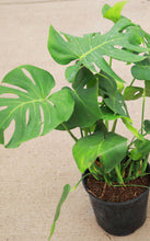 Load image into Gallery viewer, 3 Gallon Monstera Deliciosa *Flash Sale*
