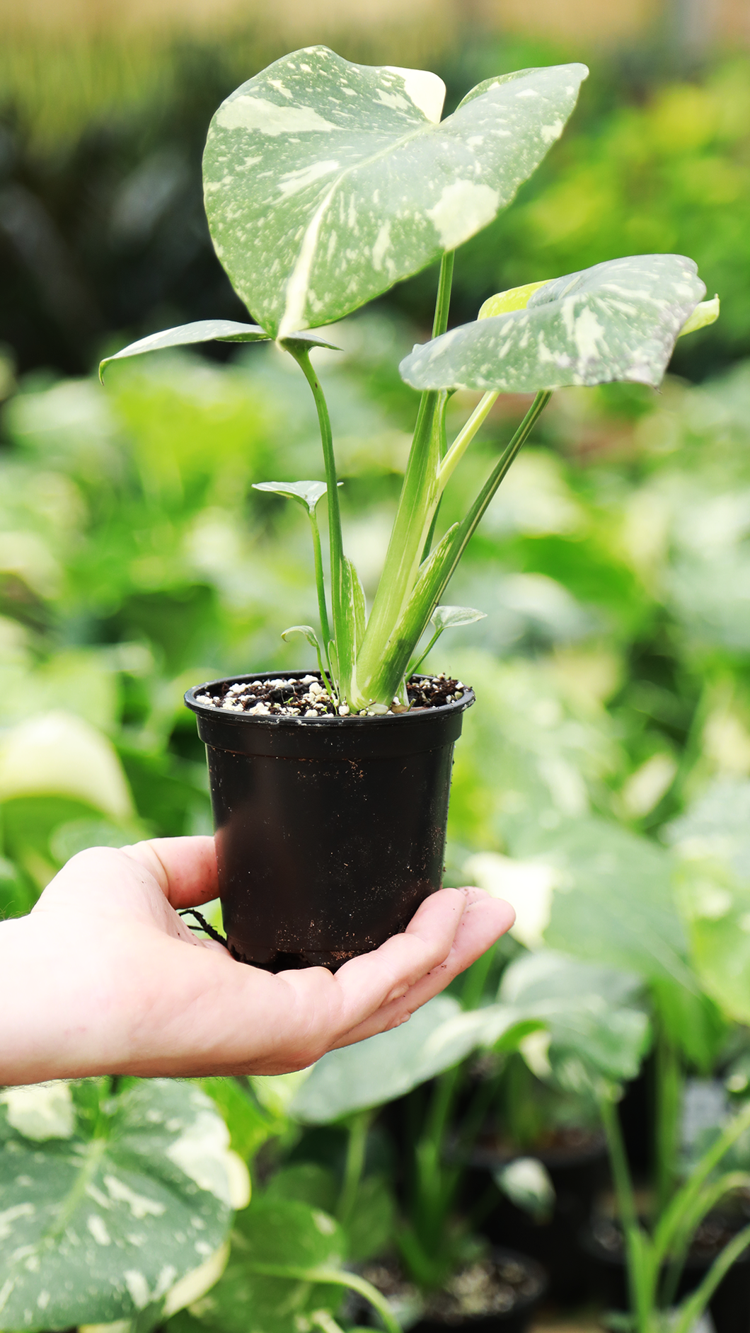 4 inch Thai Constellation Monstera *Sale*