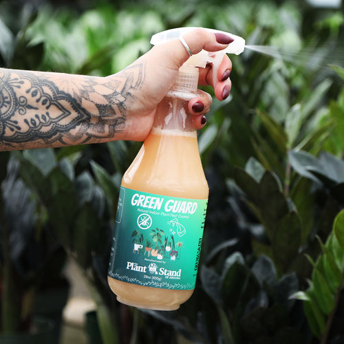 Non-toxic pest control for houseplants and succulents