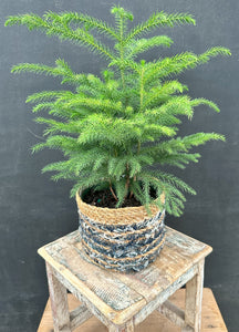 6" Norfolk Island Pine in Toja Basket