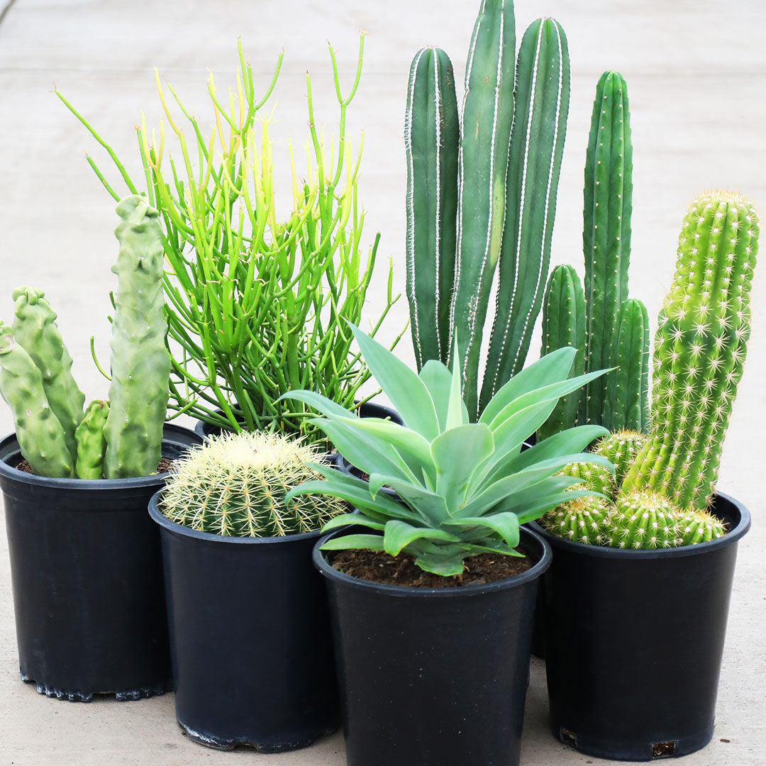 The Plant Stand of Arizona