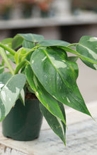 Load image into Gallery viewer, Philodendron White Princess
