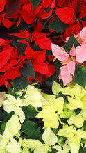 Load image into Gallery viewer, Poinsettia
