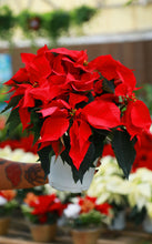 Load image into Gallery viewer, Poinsettia
