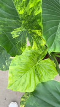 Load and play video in Gallery viewer, Alocasia Legacy Variegated
