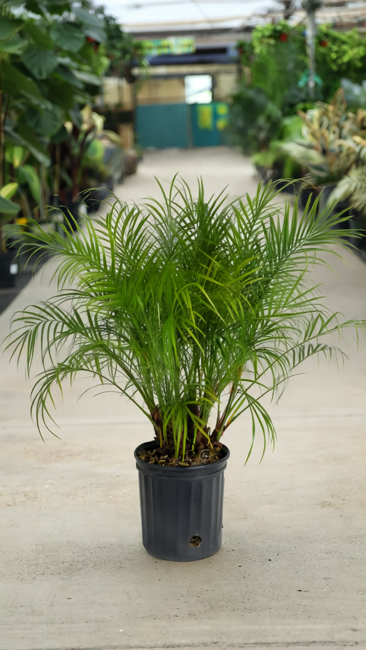 3g Phoenix Roebelenii 