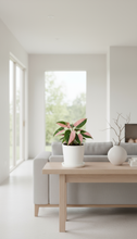 Load image into Gallery viewer, Philodendron Pink Princess
