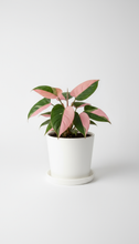 Load image into Gallery viewer, Philodendron Pink Princess
