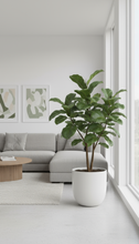 Load image into Gallery viewer, 8in Fiddle Leaf Fig (Multitrunk)
