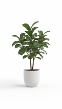 Load image into Gallery viewer, 8in Fiddle Leaf Fig (Multitrunk)
