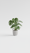 Load image into Gallery viewer, 3gl Monstera Deliciosa “Thai Constellation”
