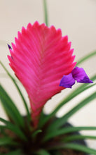 Load image into Gallery viewer, Tillandsia Summer Pink
