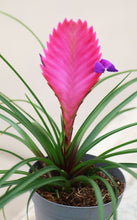 Load image into Gallery viewer, Tillandsia Summer Pink
