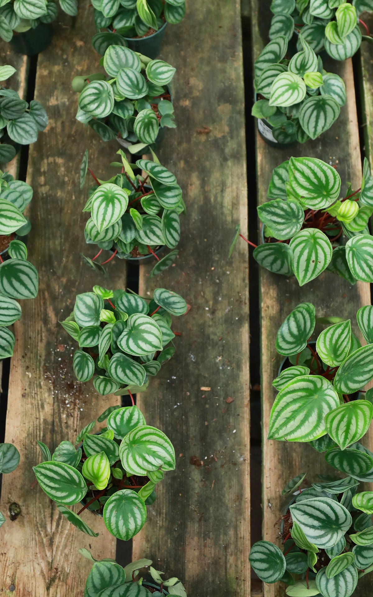 watermelon prayer plant Watermelon Peperomia – The Plant Stand of Arizona