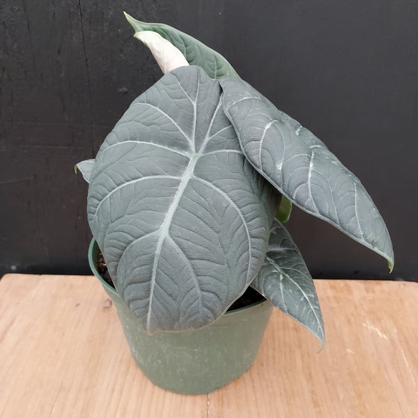 Alocasia Maharani