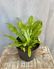 Load image into Gallery viewer, 6" Crocodile Fern
