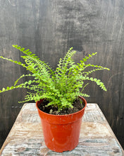 Load image into Gallery viewer, Lemon Button Fern
