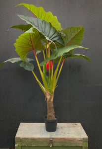 Premium Artificial Philodendron Red Princess