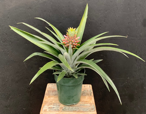 6in Pineapple Plant